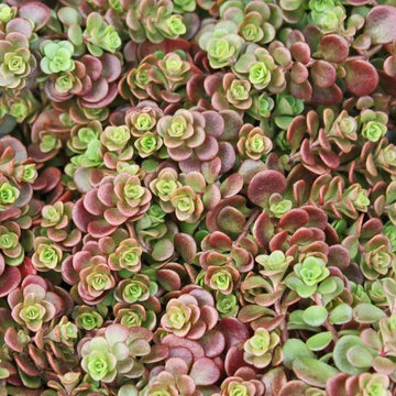 Succulents & Cactus