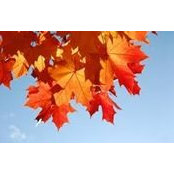 Carol Krau's photo