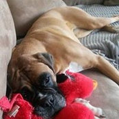 Annie-Claude Amann's photo