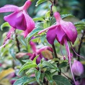 Rosa Klingler's photo