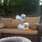 Foto von Shelley Malone
