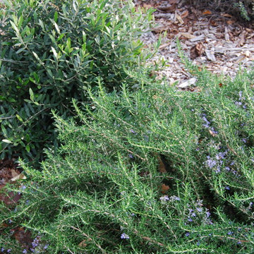 Lawn Alternatives - Low Growing Plants