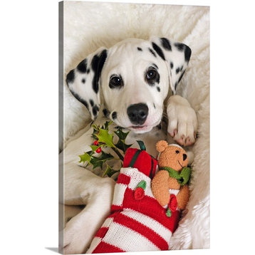 "Dalmatian puppy with Christmas Stocking" Wrapped Canvas Art Print, 32"x48"x1.5"