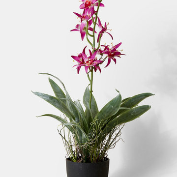 Serene Spaces Living Pink Orchid in Black Pot