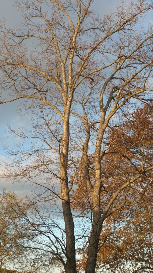 Tree Not Leafing Out!