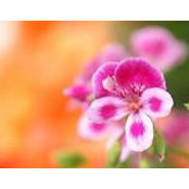 Sabreen Nadaf's photo