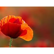 Sybille Thorairajoo's photo