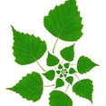 SilverBirch Gardens Ltd's profile photo