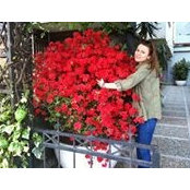 Elif Ayars billede