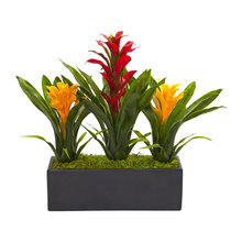 Outdoor Plants