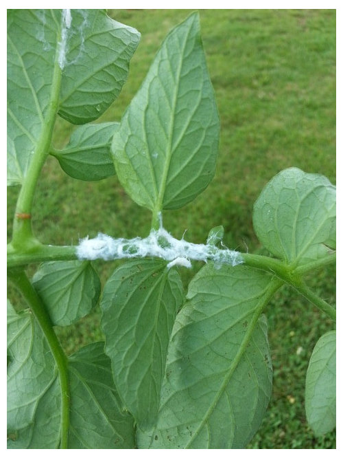 White bugs/ residue on tomatoes