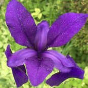 Janet Romano's photo