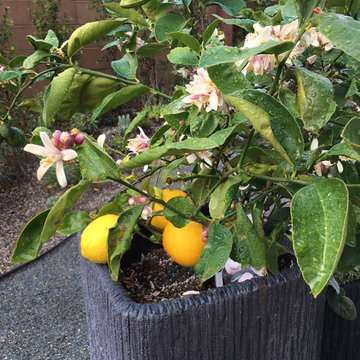 Edible Gardens