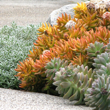 Seaside Colorful Succulent Garden