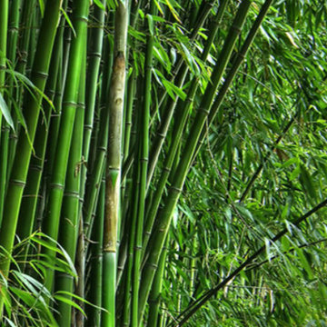 BAMBOO