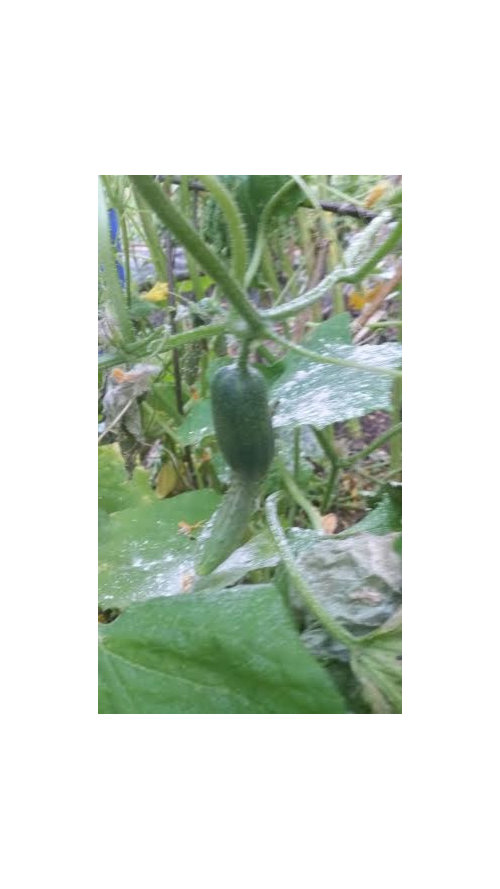 Cause of cucumber plant rapidly dying