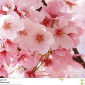 Laura Rogers's photo