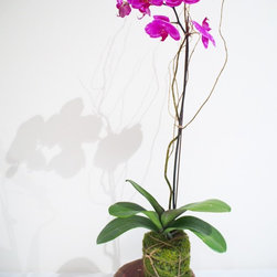 Orchid Slice - Products