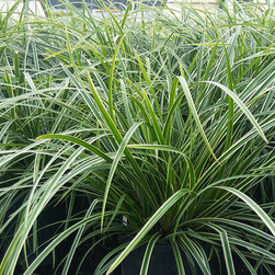 Current Featured Plants - Products