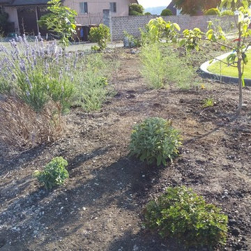 Edible Front Yard