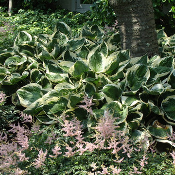 Hosta 'Patriot' & Astilbe 'Sprite'