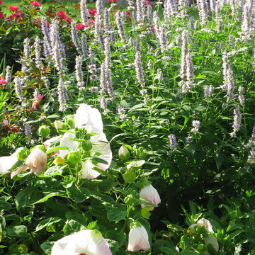 Plant Ideas & Colorful Combinations