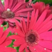 Mary Rock-Davies's photo