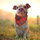 marlene_glaser