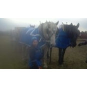 Colleen Brophy's photo