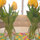 sandra_724