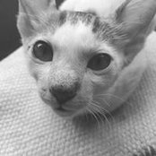 Navin Gauli's photo