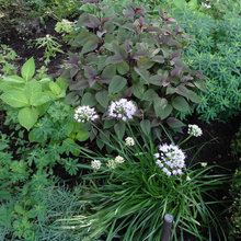 landscape ideas