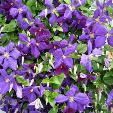 Clematis 'Jackmanii'