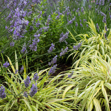 Sabin Habitat Garden
