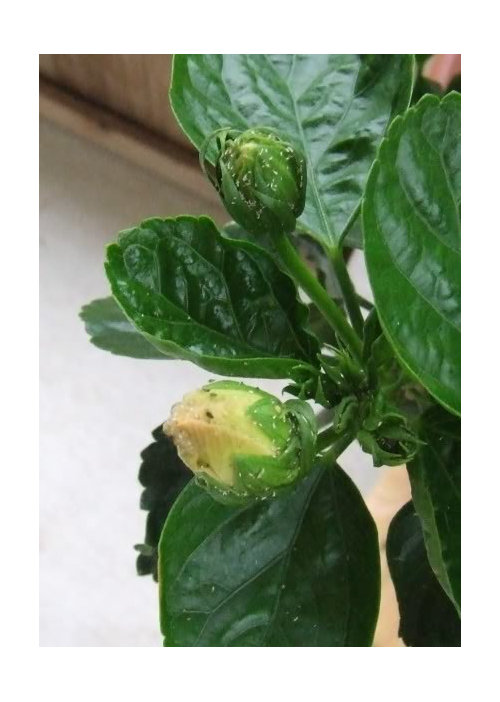 What's eating my hibiscus?