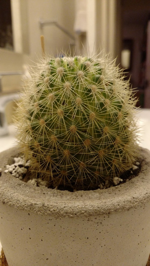 Mammillaria Cactus Shriveling