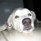 Ayudando Animales's photo