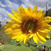 Heidi Patton's photo