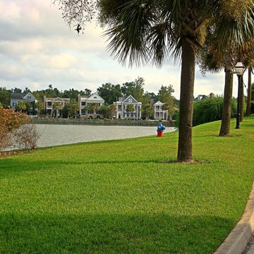Palmetto St. Augustine Grass