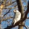 Help with Raptor(?) ID