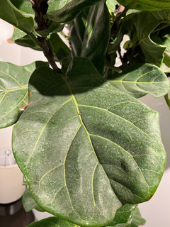 paul mitchell tea tree lavender mint moisturizing shampoo Paul Mitchell Tea Tree Lavender Mint Moisturizing Shampoo main image 1