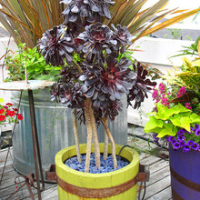 container garden