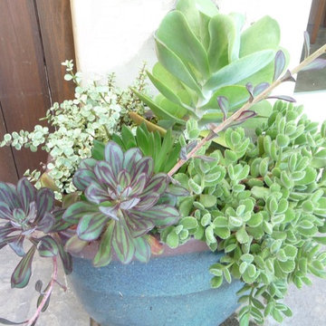 Potted Succulents