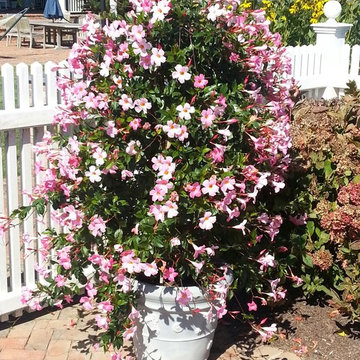 cantwell landscape & design