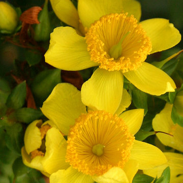 Sunny Boulevard™ St. John's-Wort (Hypericum)