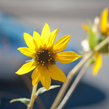 California Sunflowers