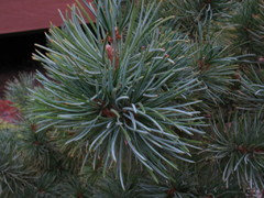 Gimborn's Ideal Japanese White Pine – Plant Detectives