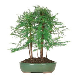 Dawn Redwood Grove - 5 Tree Outdoor Bonsai - Area Rugs