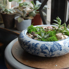 Succulent Ideas