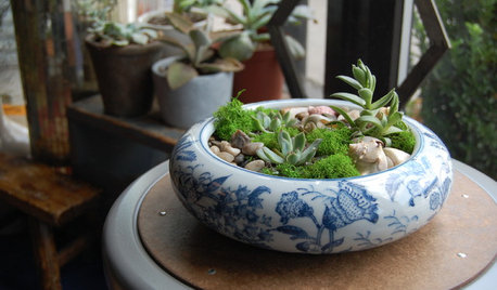 Quick DIY Project: 3 Ways to Show Off Your Succulents